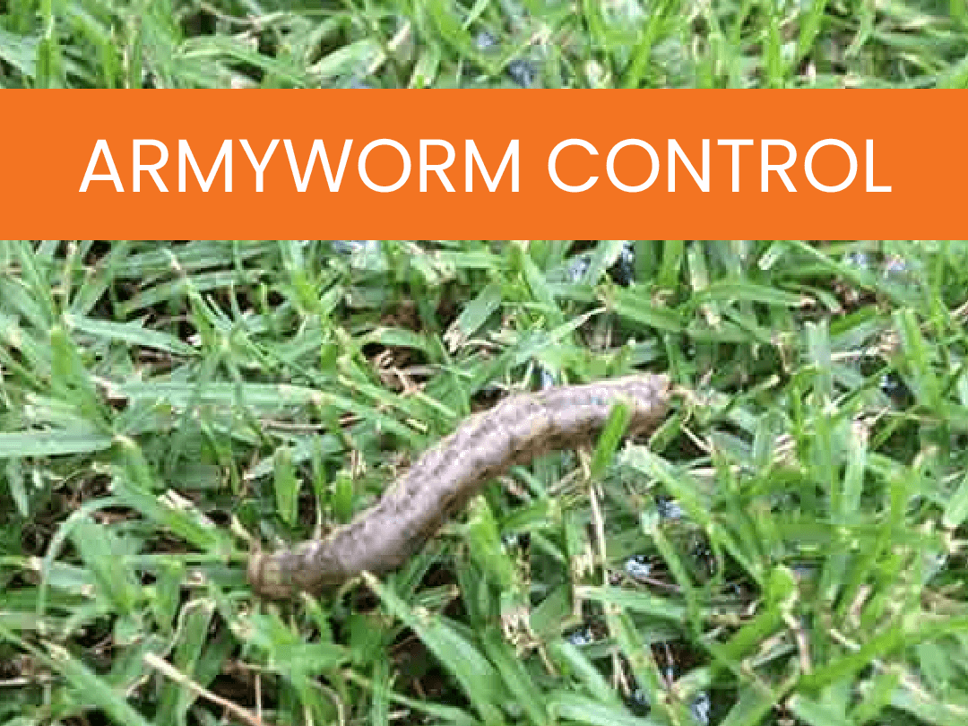 Simply-Green-Lawn-Care-Services-Armyworm-Control Armyworm Control