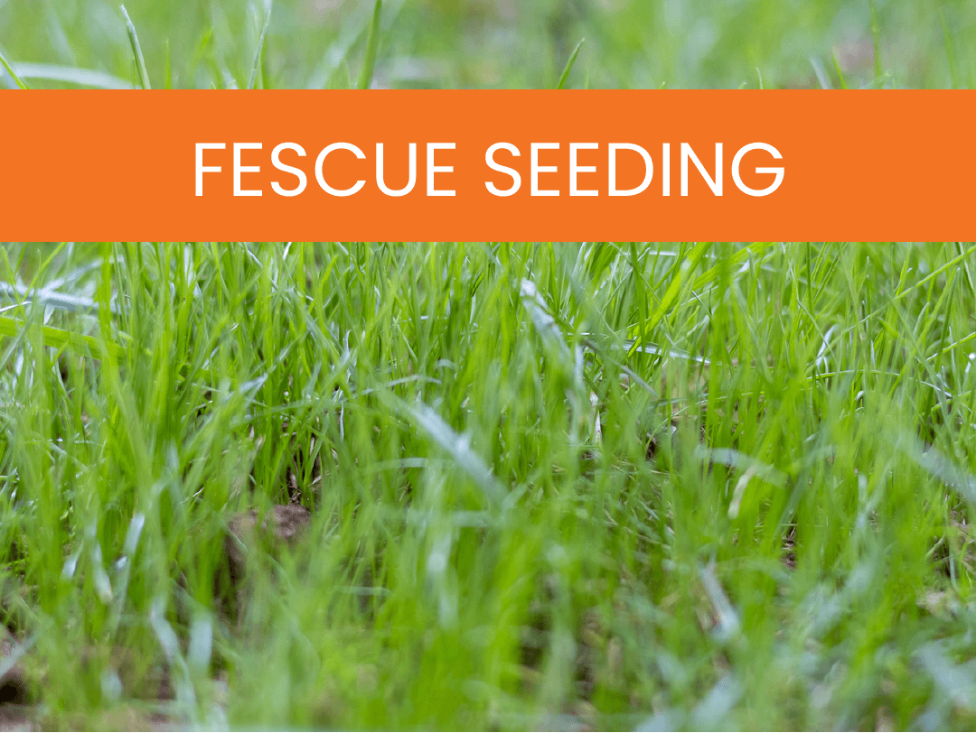 Simply-Green-Lawn-Care-Services-Fescue-Seeding Fescue Seeding