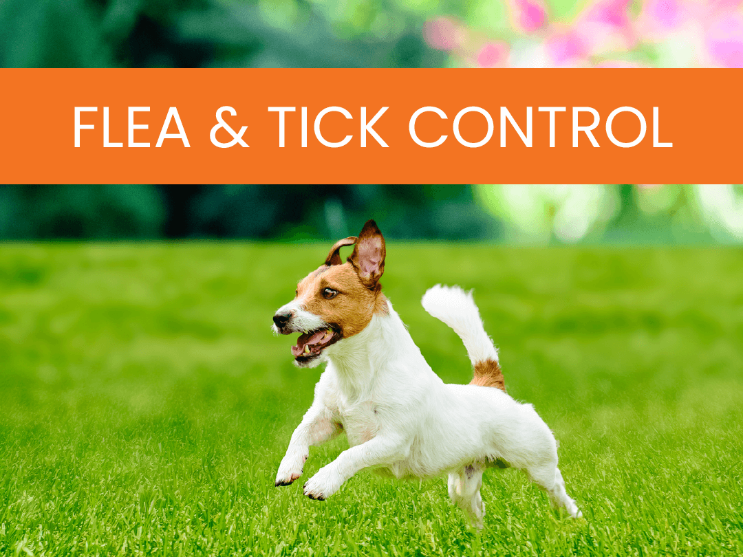 Simply-Green-Lawn-Care-Services-Flea-and-Tick-Control Flea & Tick Control
