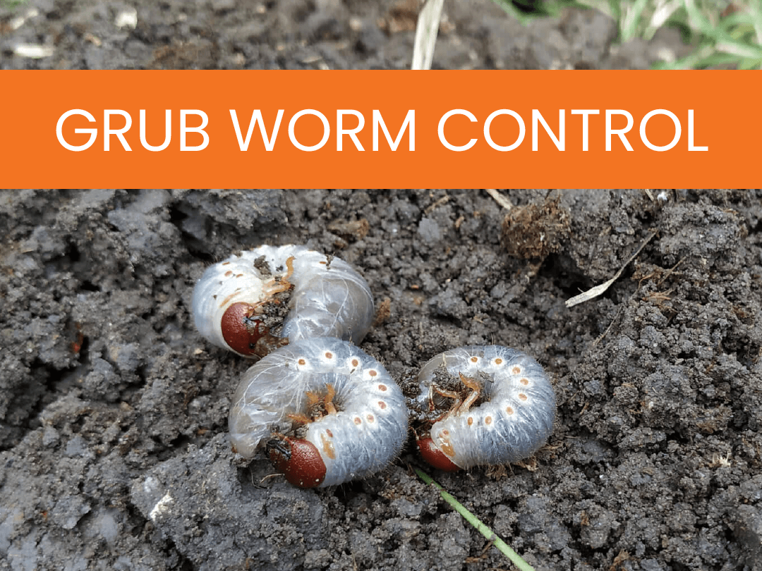 Simply-Green-Lawn-Care-Services-Grub-Worm-Control Grub Worm Control